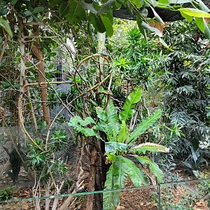 Panther chameleon exhibit -Parc Zoologique de Paris (2022)
