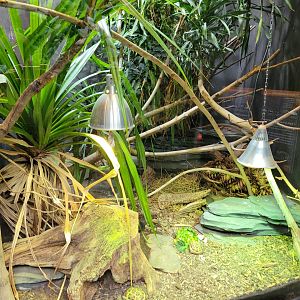 Malagasy spider tortoise and Madagascar girdled lizard exhibit -Parc Zoologique de Paris (2022)