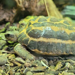 Malagasy spider tortoise -Parc Zoologique de Paris (2022)