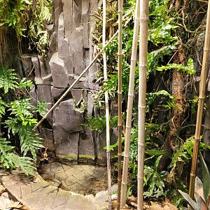 Malagasy ground boa and Madagascar day gecko exhibit -Parc Zoologique de Paris (2022)