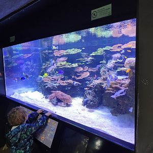 Reef exhibit -Parc Zoologique de Paris (2022)