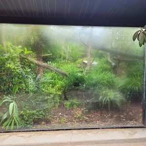 Foggy Fossa viewing area -Parc Zoologique de Paris (2022)