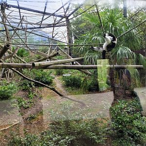 White-belted black-and-white ruffed lemur and Mongoose lemur exhibit -Parc Zoologique de Paris (2022)