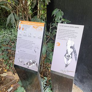 White-belted black-and-white ruffed lemur signs -Parc Zoologique de Paris (2022)