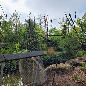 Guianan brown capuchin exhibit -Parc Zoologique de Paris (2022)