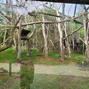 Crowned sifaka and Red-bellied lemur exhibit -Parc Zoologique de Paris (2022)