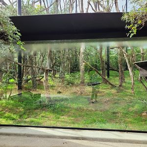 Crowned sifaka and Red-bellied lemur exhibit -Parc Zoologique de Paris (2022)