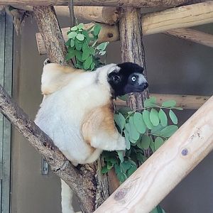 Crowned sifaka -Parc Zoologique de Paris (2022)