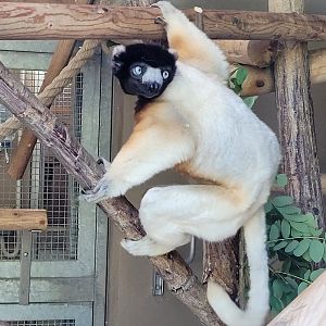 Crowned sifaka -Parc Zoologique de Paris (2022)