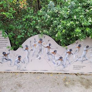 Sifaka leaping sign -Parc Zoologique de Paris (2022)