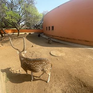 Axis Deer, Warthog and Domestic Pig Enclosure (Axis axis, Phacochoerus africanus, Sus scrofa domesticus)