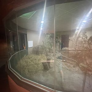 {New} Common Genet Enclosure (Genetta genetta)