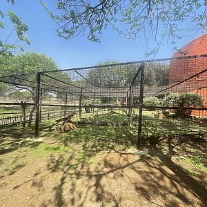 Serval Outdoor Enclosure (Leptailurus serval)