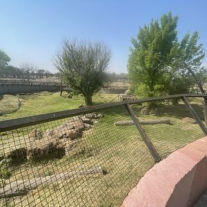 Cape Porcupine and Yellow Mongoose Enclosure (Hystrix africaeaustralis, Cynictis penicillata)