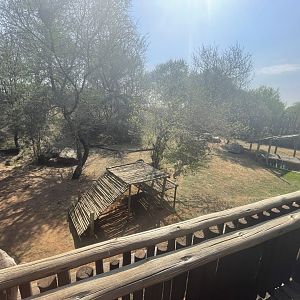 Canadian Wolf Enclosure (Canis lupus occidentalis)