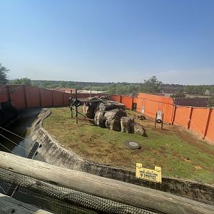 Lion Enclosure (Leo panthera)