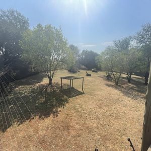 Cheetah Enclosure (Acinonyx jubatus)
