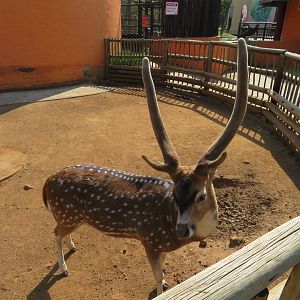 Axis Deer/Chital  (Axis axis) Named Arrow