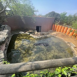 Second Common Hippo Enclosure (Hippopotamus amphibius)