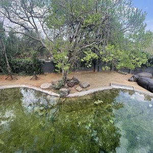 First Common Hippo Enclosure (Hippopotamus amphibius)