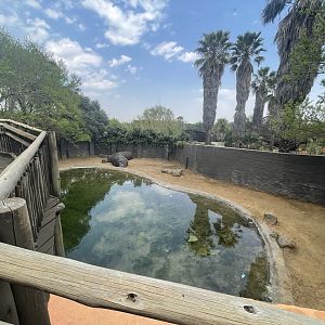 First Common Hippo Enclosure (Hippopotamus amphibius)