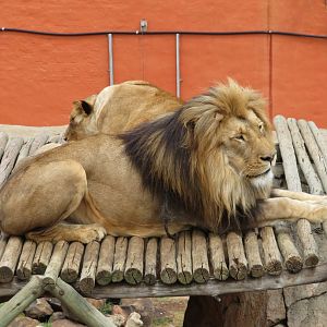 African Lion (Panthera leo melanochaita)