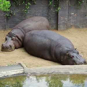 Common Hippo (Hippopotamus amphibius)