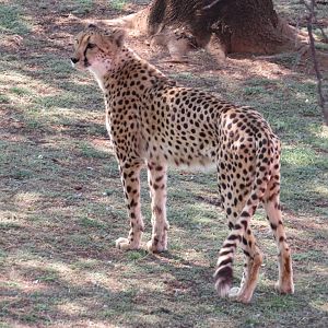 Cheetah (Acinonyx jubatu)