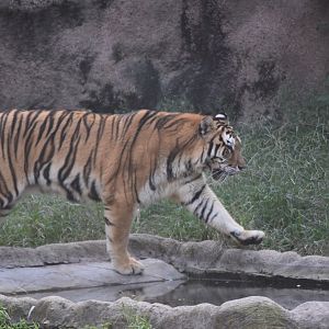 Siberian Tiger (Panthera tigris altaica)