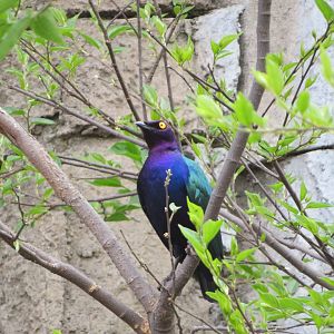 Splendid Starling (Lamprotornis splendidus)