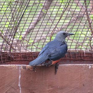 Red-winged Starling (Onychognathus morio)