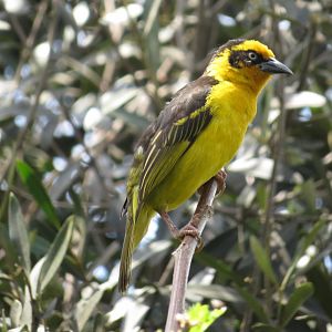 Reichenow's Baglafecht Weaver (Ploceus baglafecht reichenowi)