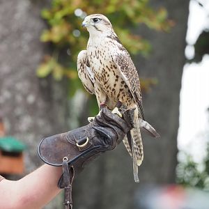 Falcon species in show at Pairi Daiza, 2022-09-15