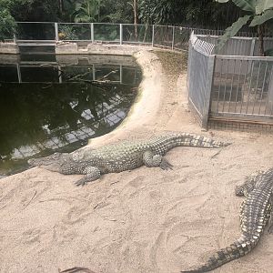 Nile(?) Crocodiles