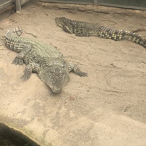 Nile(?) Crocodiles