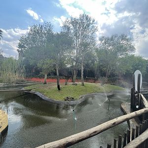 Collared Lemur Enclosure (Eulemur collaris)