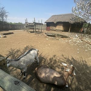 Blesbok and Goat Enclosure (Damaliscus pygargus phillipsi, Capra aegagrus hircus)