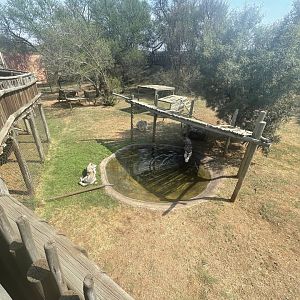 Canadian Wolf Enclosure (Canis lupus occidentalis)