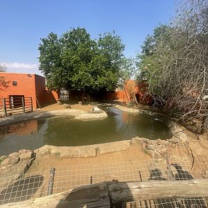 Common Hippo and Goat Enclosure (Hippopotamus amphibius, Capra aegagrus hircus)