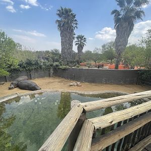 Common Hippo Enclosure (Hippopotamus amphibius)