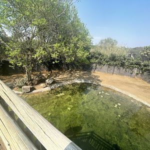 Common Hippo Enclosure (Hippopotamus amphibius)