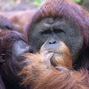 Hybrid orangutan 'Budi' and Sumatran orangutan 'Satria'