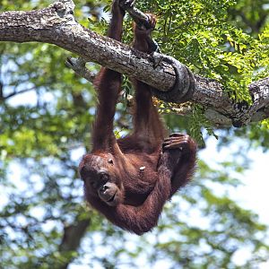 Bornean orangutan 'Joko'
