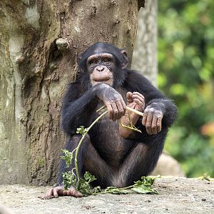 Chimpanzee 'Nini'