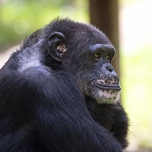 Chimpanzee 'Togo'
