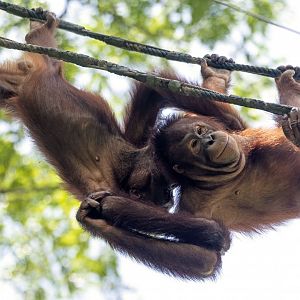 Bornean orangutans 'Natu' and 'Adi'
