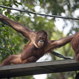 Bornean orangutan 'Adi'