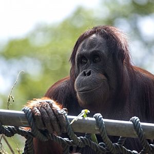 Bornean orangutan 'Binte'