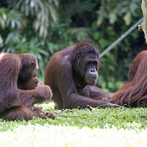 Orangutans 'Bino', 'Budi' and 'Satria'