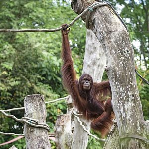 Bornean orangutan 'Saloma'